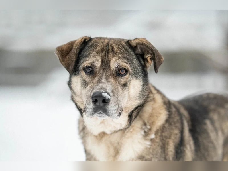 Großer sanfter Kusya ❤️ sucht ein liebevolles Zuhause