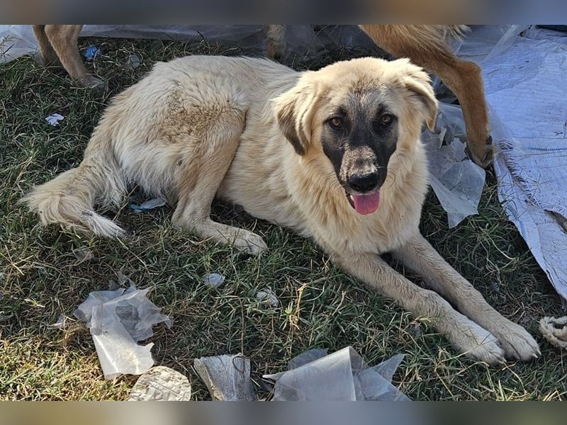 Remus Lupin, geb. ca. 12/2023, lebt in GRIECHENLAND, im städt. Tierheim Serres