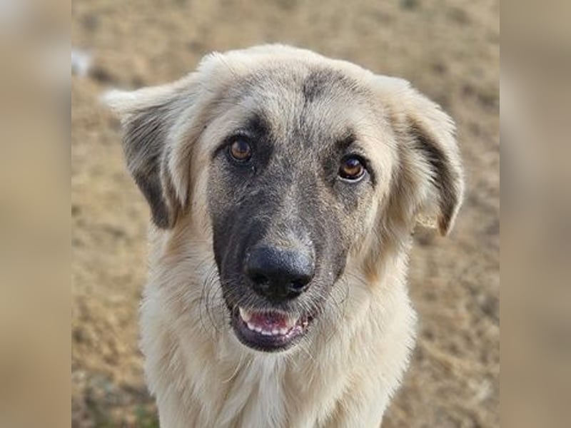 Remus Lupin, geb. ca. 12/2023, lebt in GRIECHENLAND, im städt. Tierheim Serres