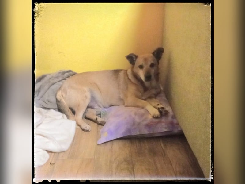 Otto - fröhliche 36cm suchen ein eigenes Zuhause