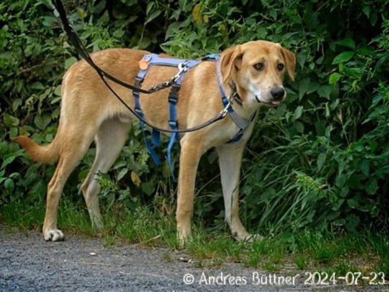 Chico ist ein großer, hübscher Rüde