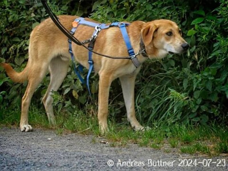 Chico ist ein großer, hübscher Rüde