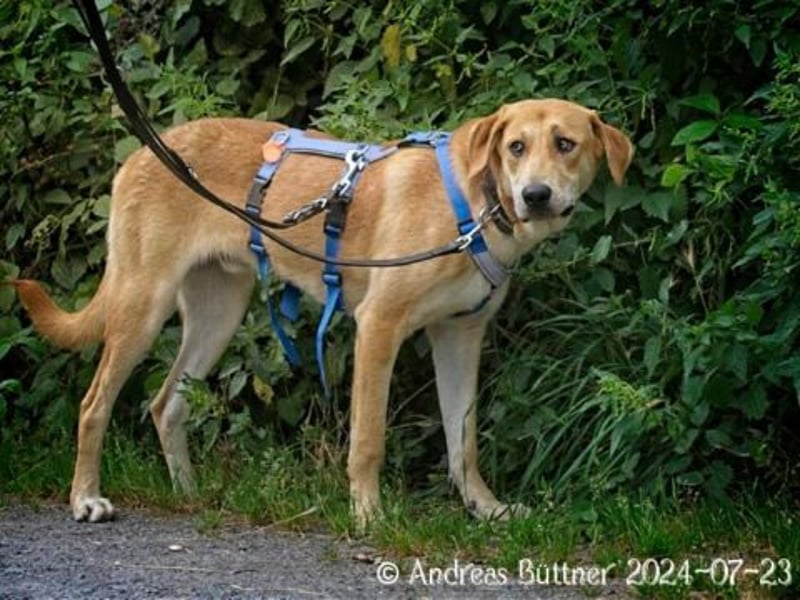 Chico ist ein großer, hübscher Rüde