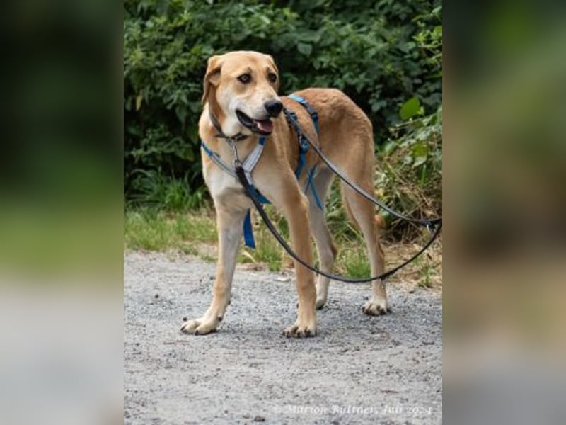 Chico ist ein großer, hübscher Rüde