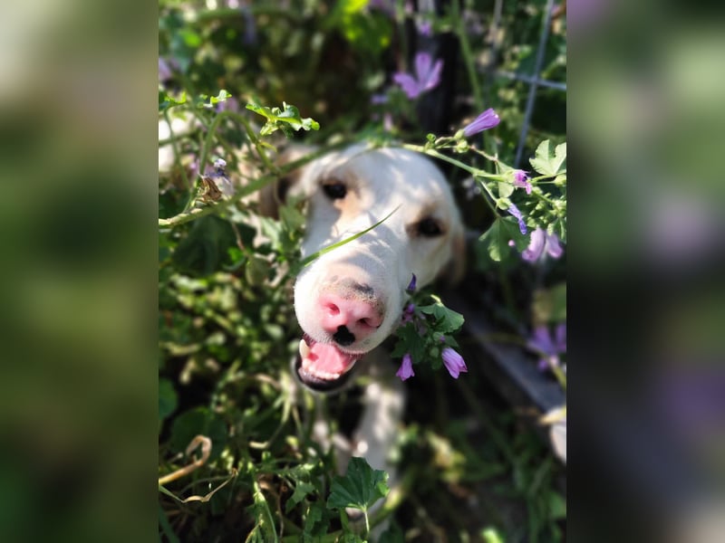 Finley - Ein Rüde sucht Liebe und Hoffnung