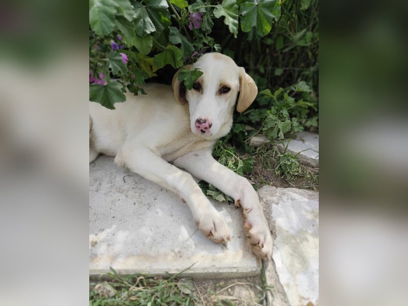 Finley - Ein Rüde sucht Liebe und Hoffnung