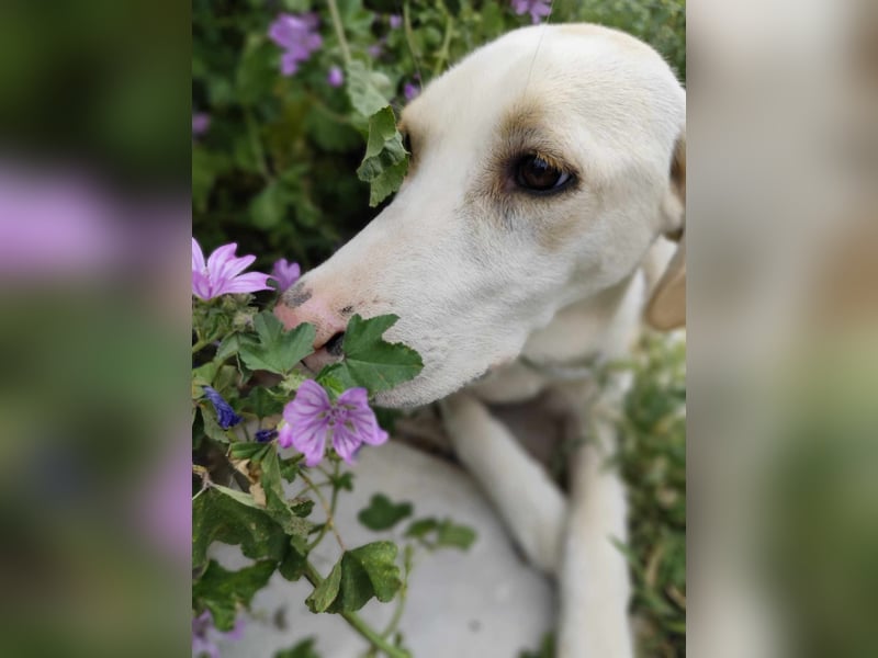Finley - Ein Rüde sucht Liebe und Hoffnung