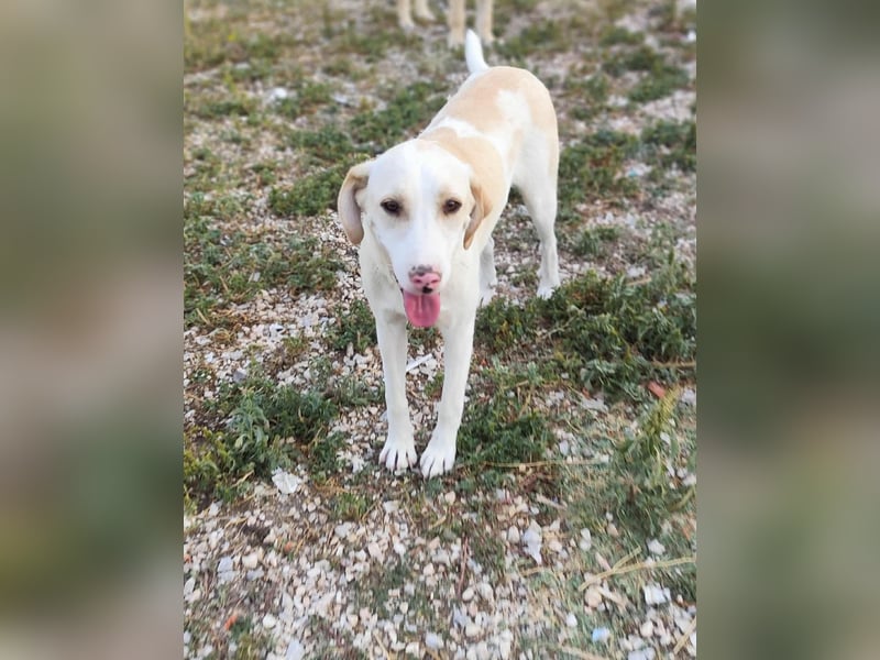 Finley - Ein Rüde sucht Liebe und Hoffnung