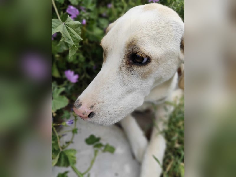 Finley - Ein Rüde sucht Liebe und Hoffnung