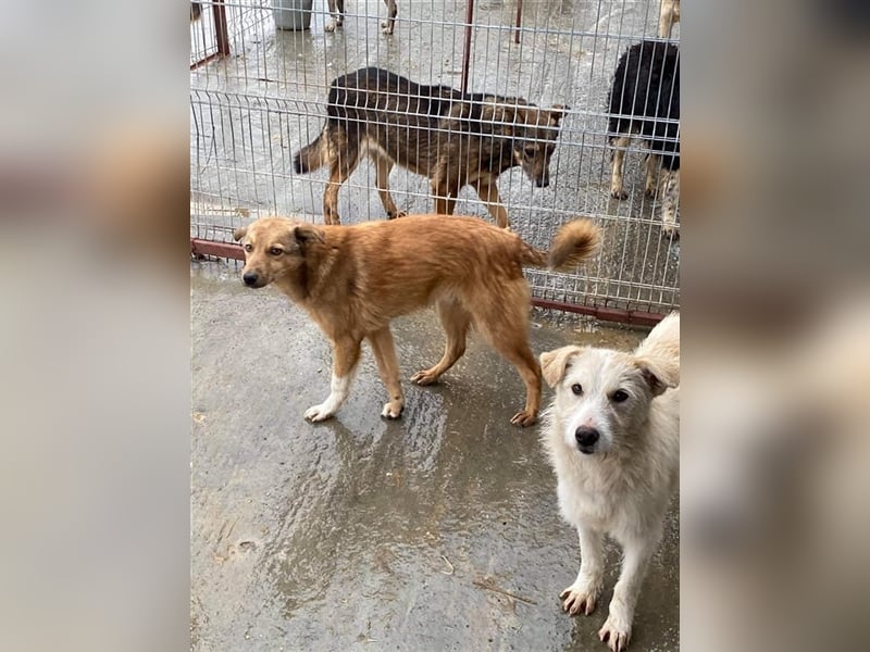 Angstnase Charlie sucht ein Zuhause  