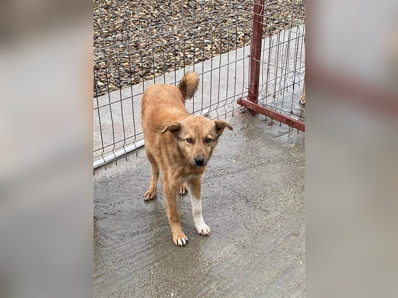 Angstnase Charlie sucht ein Zuhause  