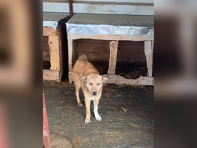 Angstnase Charlie sucht ein Zuhause  