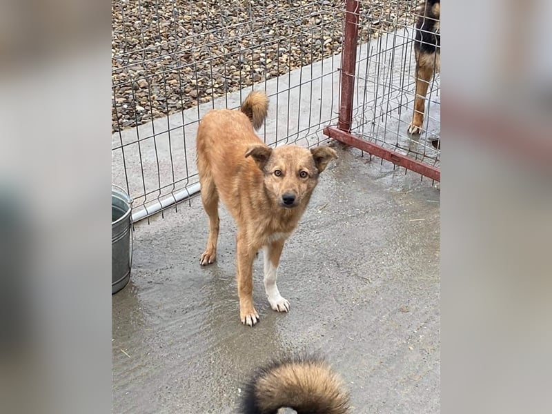 Angstnase Charlie sucht ein Zuhause  