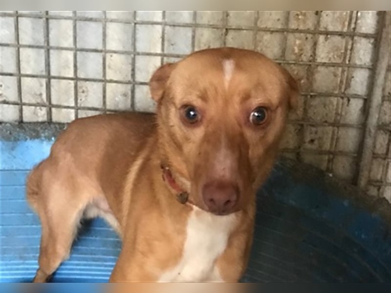 Chico