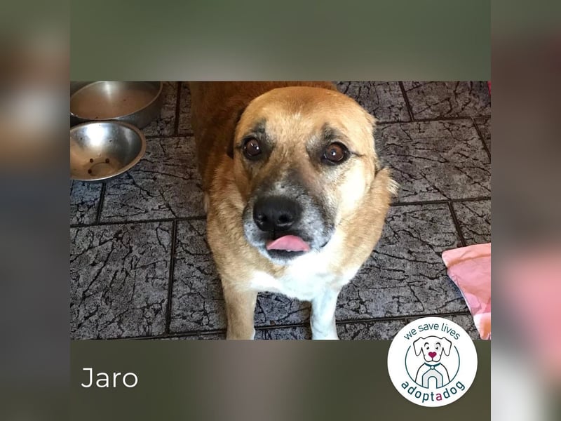 Jaro: Jeder hat Liebe verdient