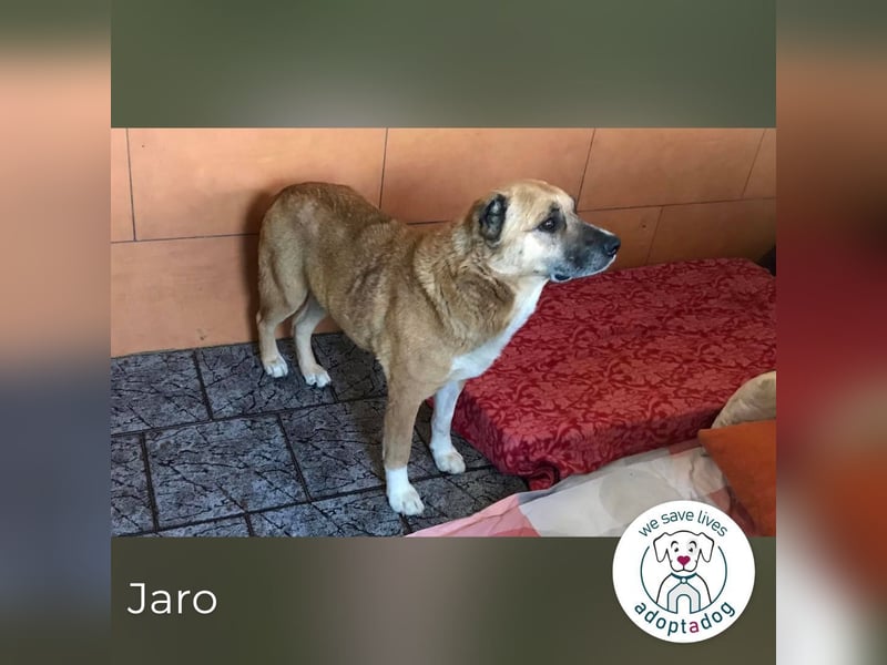 Jaro: Jeder hat Liebe verdient