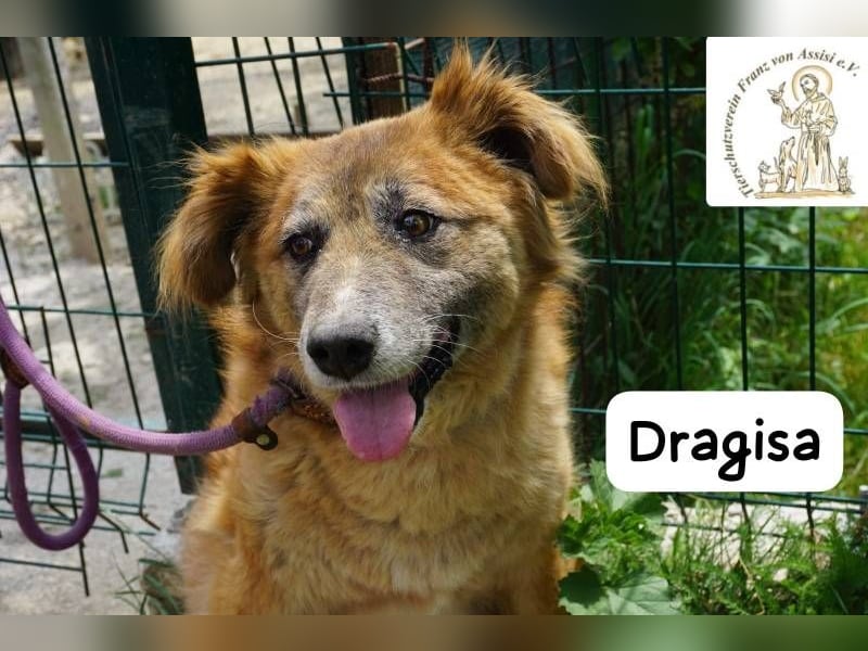 DRAGISA – sanftmütiger Oldie zum Verlieben