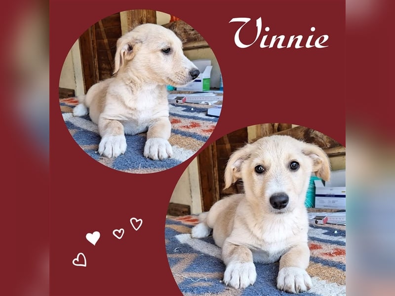 Welpe Vinnie sucht sein eigenes Körbchen