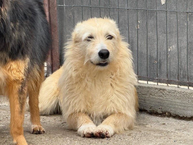 Welpe Vinnie sucht sein eigenes Körbchen