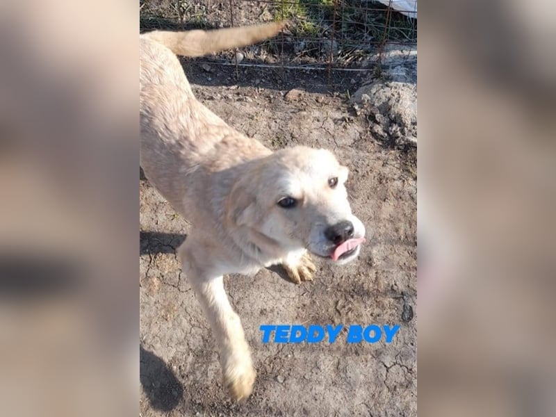 TEDDY