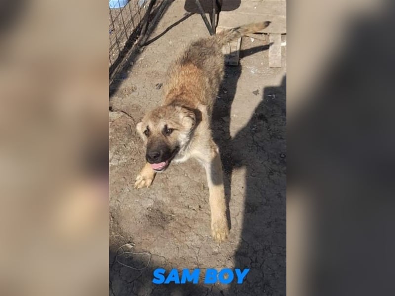 SAM