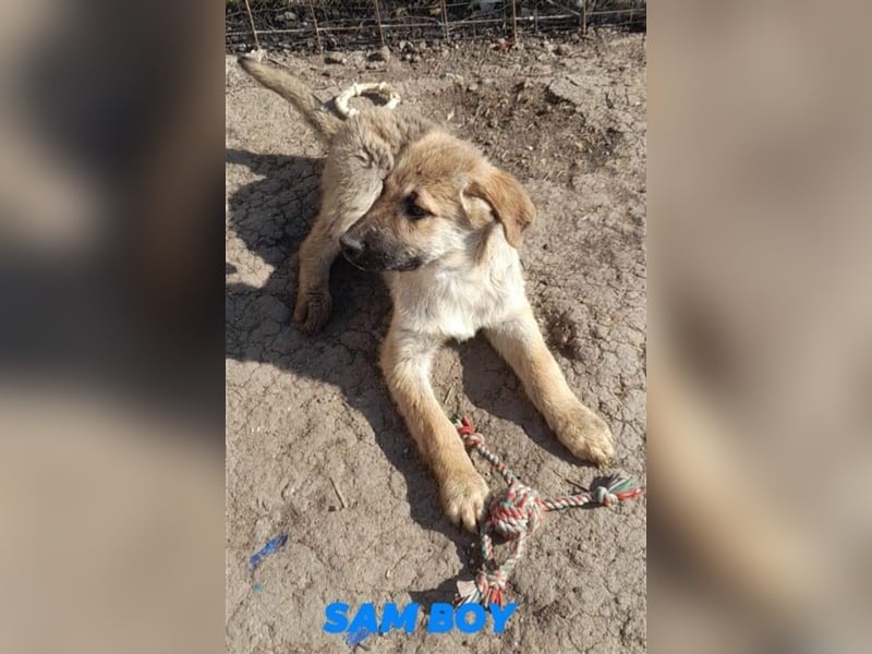 SAM