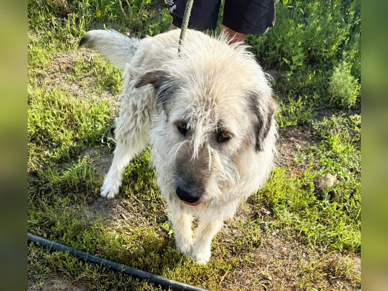 Monty – sanftmütiger, weiser, großer Bub sucht seine Menschen