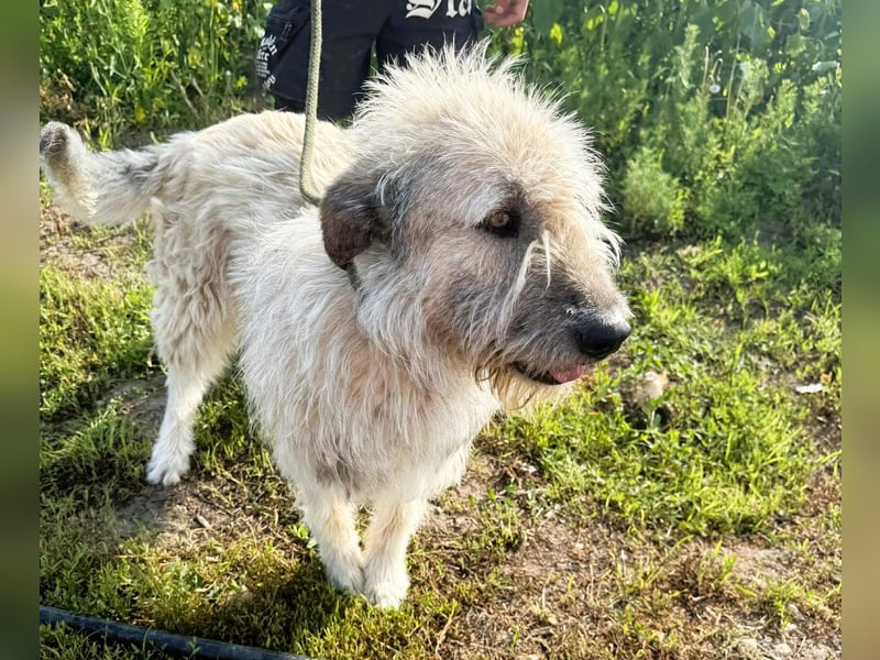 Monty – sanftmütiger, weiser, großer Bub sucht seine Menschen