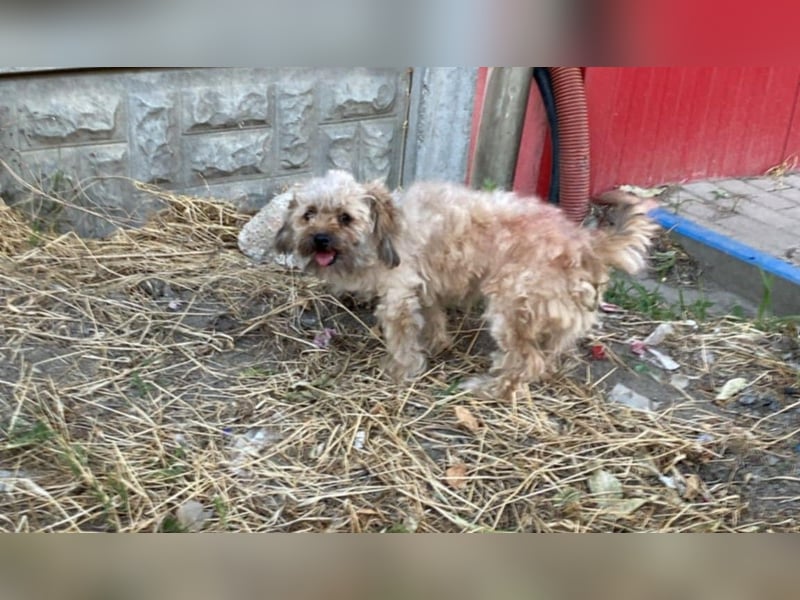 Winnie – kleiner Herzbube der seine Menschen sucht