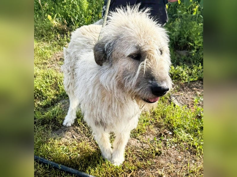 Monty – sanftmütiger, weiser, großer Bub sucht seine Menschen