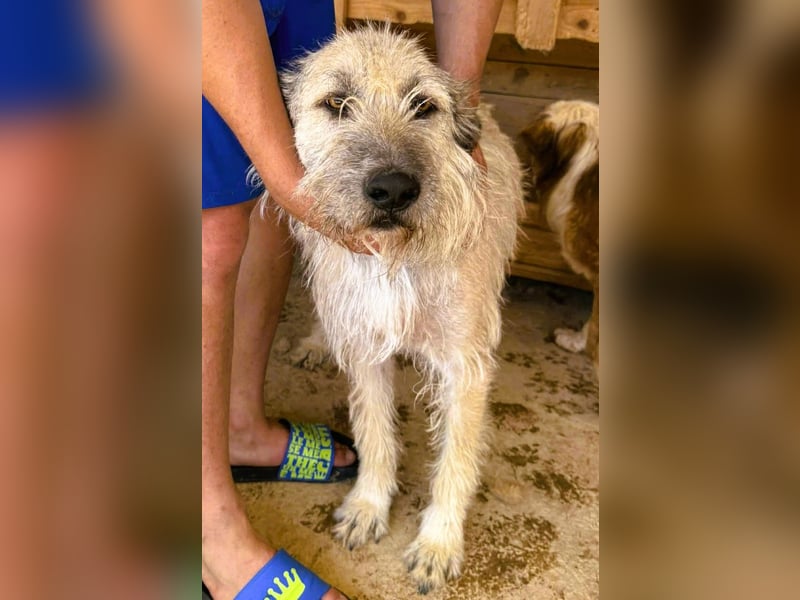 Monty – sanftmütiger, weiser, großer Bub sucht seine Menschen
