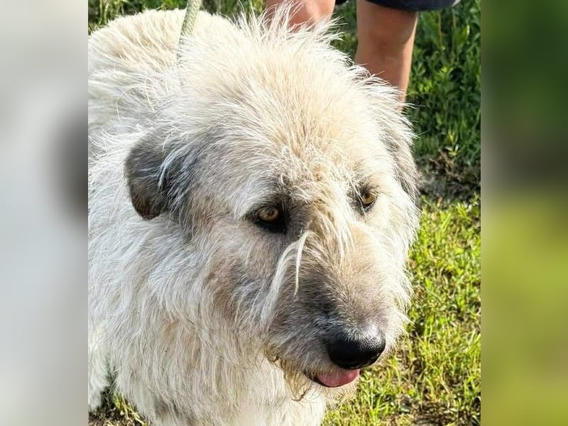 Monty – sanftmütiger, weiser, großer Bub sucht seine Menschen