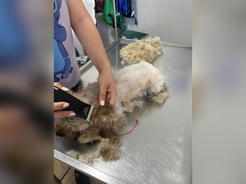 Winnie – kleiner Herzbube der seine Menschen sucht