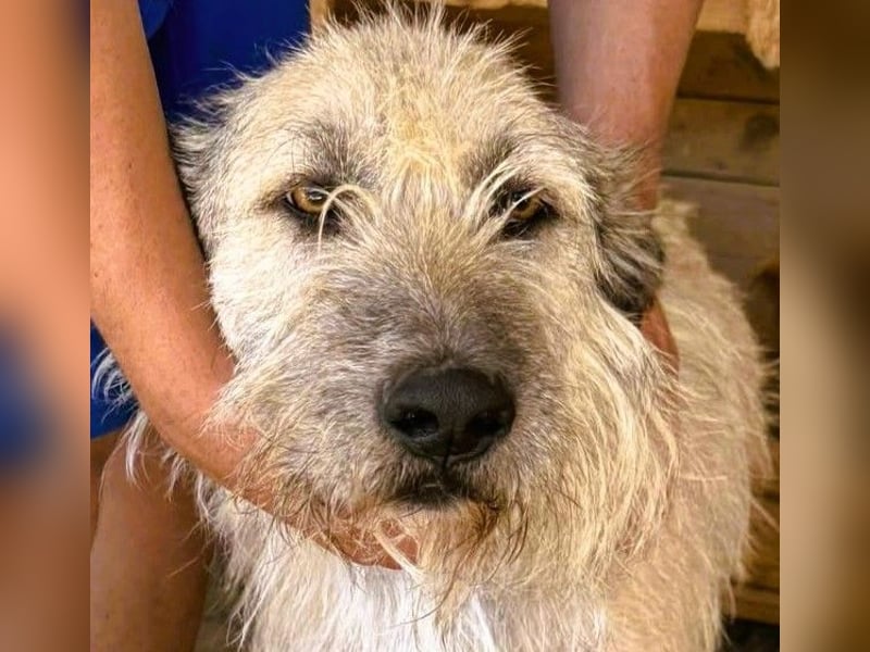 Monty – sanftmütiger, weiser, großer Bub sucht seine Menschen