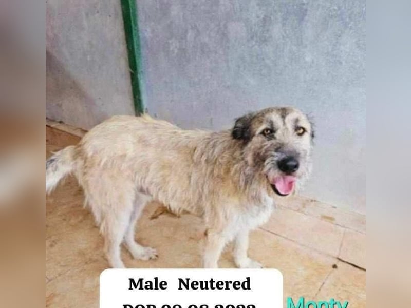 Monty – sanftmütiger, weiser, großer Bub sucht seine Menschen