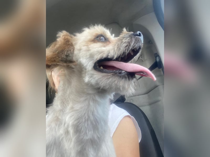 Winnie – kleiner Herzbube der seine Menschen sucht