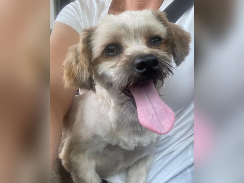 Winnie – kleiner Herzbube der seine Menschen sucht