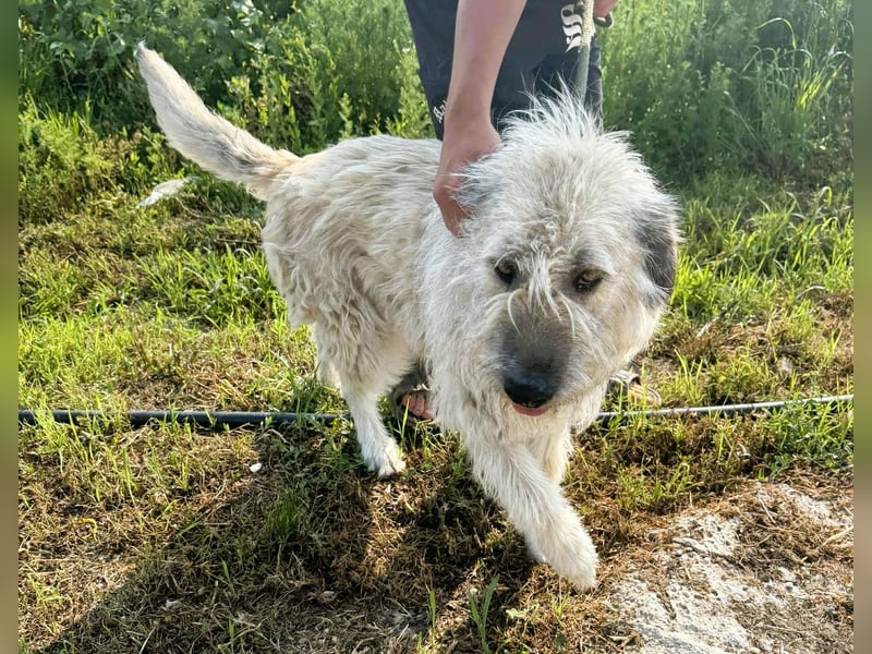 Monty – sanftmütiger, weiser, großer Bub sucht seine Menschen