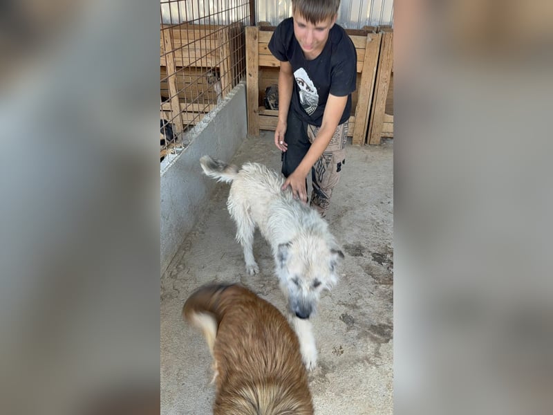 Monty – sanftmütiger, weiser, großer Bub sucht seine Menschen