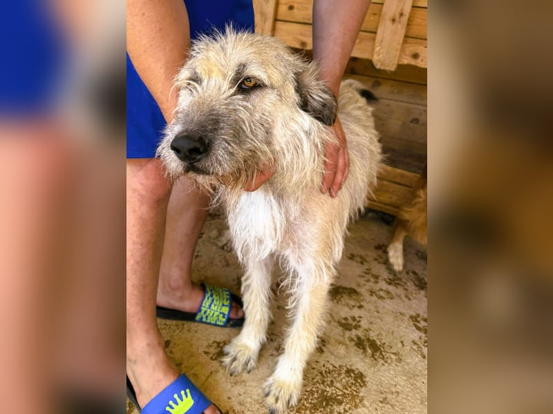 Monty – sanftmütiger, weiser, großer Bub sucht seine Menschen