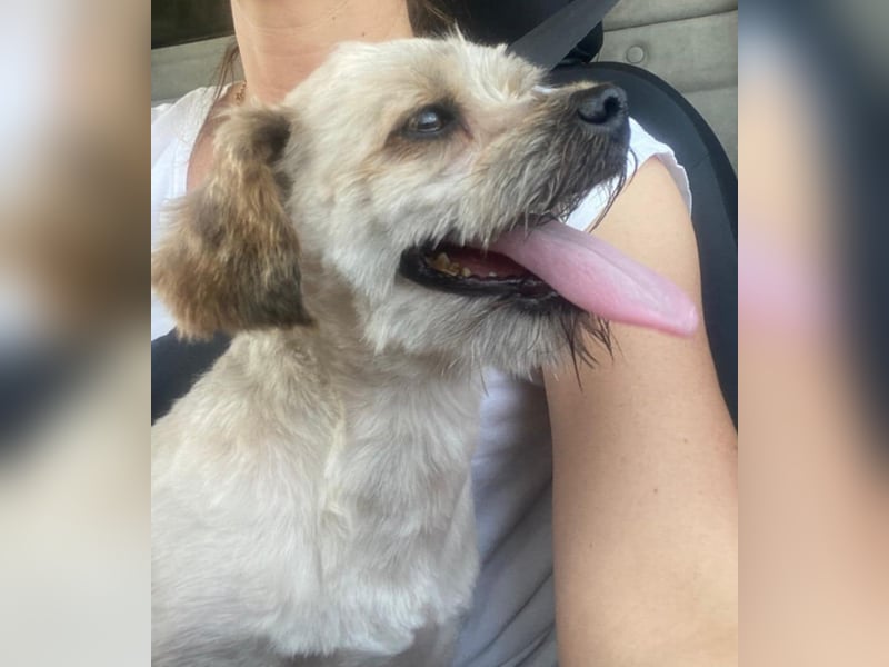 Winnie – kleiner Herzbube der seine Menschen sucht