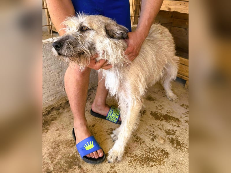 Monty – sanftmütiger, weiser, großer Bub sucht seine Menschen