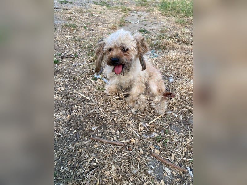 Winnie – kleiner Herzbube der seine Menschen sucht