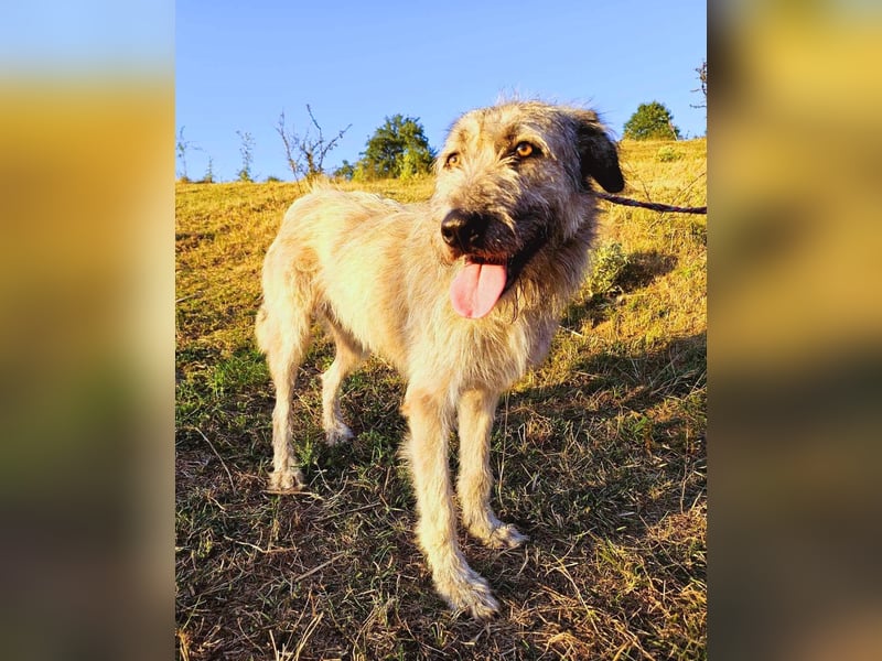Monty – sanftmütiger, weiser, großer Bub sucht seine Menschen