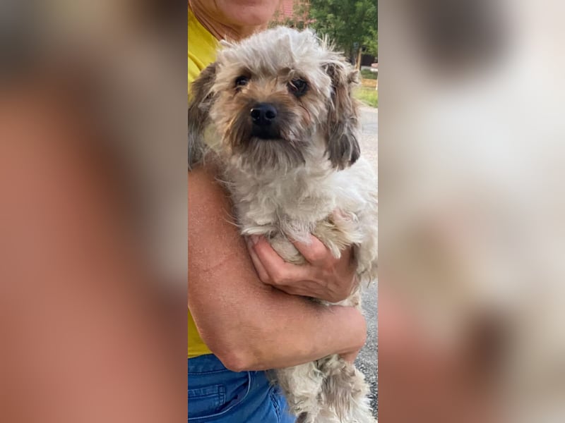 Winnie – kleiner Herzbube der seine Menschen sucht