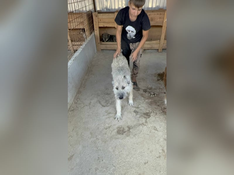 Monty – sanftmütiger, weiser, großer Bub sucht seine Menschen