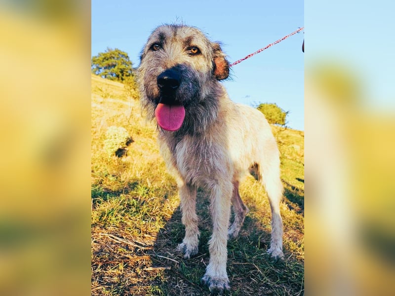 Monty – sanftmütiger, weiser, großer Bub sucht seine Menschen