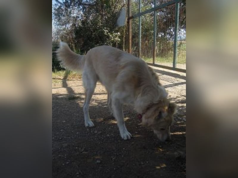 Falcon - junger beeindruckender feiner Hundemann