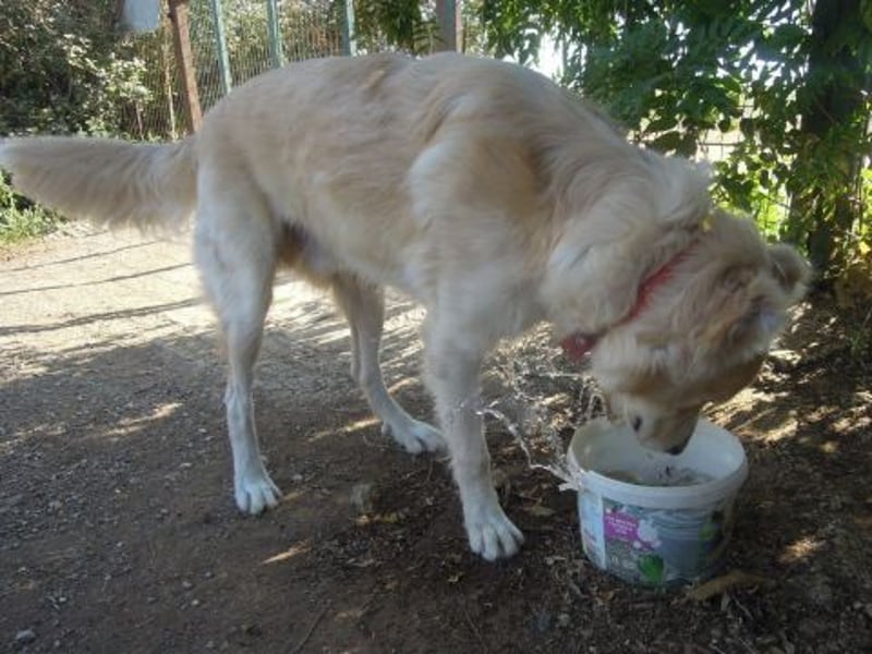 Falcon - junger beeindruckender feiner Hundemann