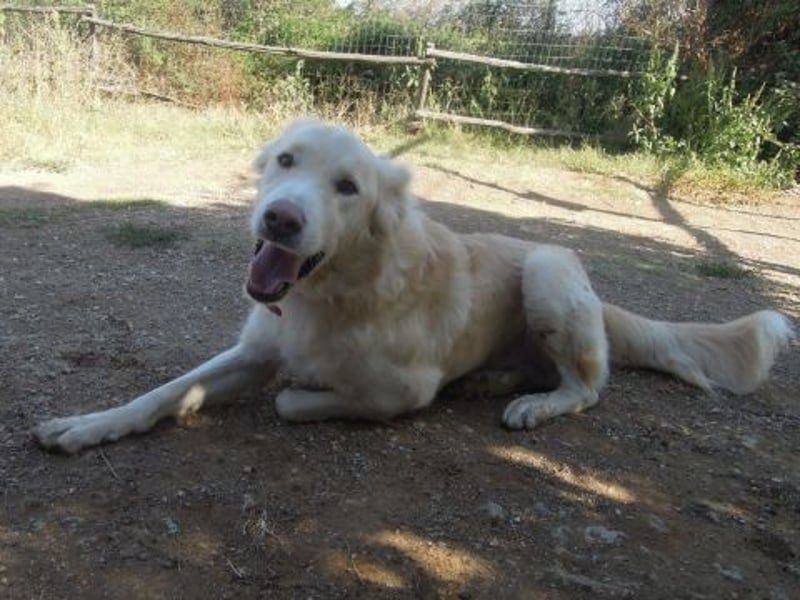 Falcon - junger beeindruckender feiner Hundemann